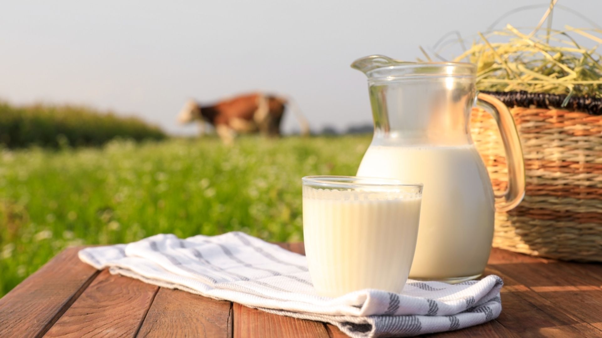 Jersey sütü nedir? Jersey sütü faydaları nelerdir?